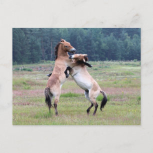 Bestrijding van wilde paarden briefkaart