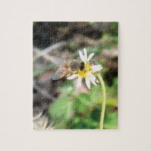 Bestuivende honingbij op wilde margriet bloem Foto Legpuzzel