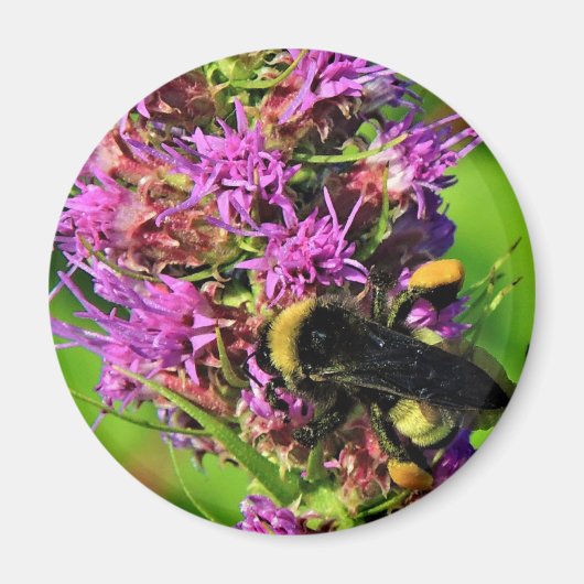 Bestuiver op Blazing Star - Bumble Bee Magneet (Voorkant)