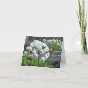 Bestuivers op witte engelwortelbloemen kaart