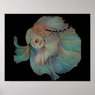 Beta Fish van Carol Zeock Poster