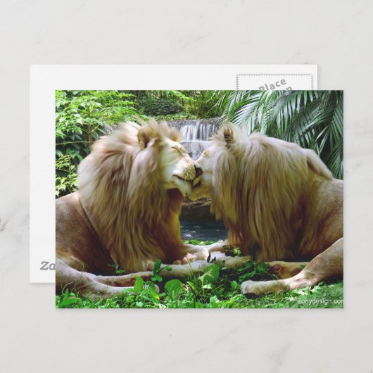 Betaalde leeuwen briefkaart (Voorkant / Achterkant)