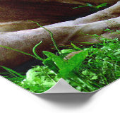 Betaalde leeuwen poster (Hoek)