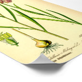 Betaalde Lily (Fritillaria meleagris) Poster (Hoek)