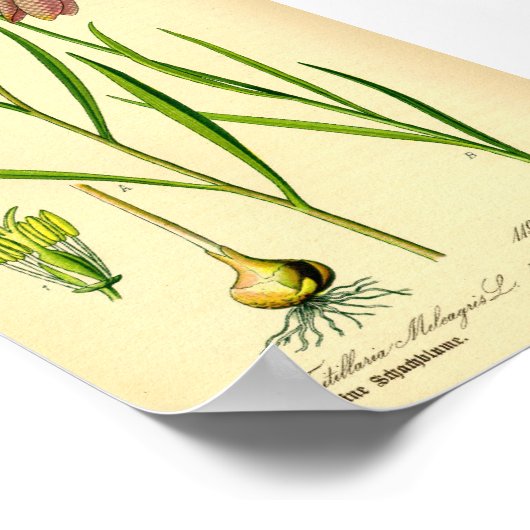 Betaalde Lily (Fritillaria meleagris) Poster (Hoek)