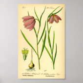 Betaalde Lily (Fritillaria meleagris) Poster (Voorkant)