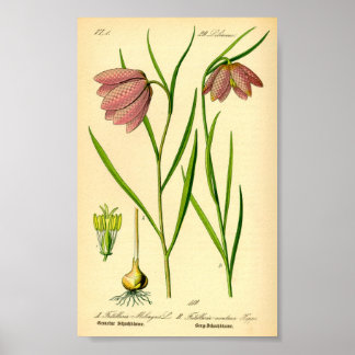 Betaalde Lily (Fritillaria meleagris) Poster
