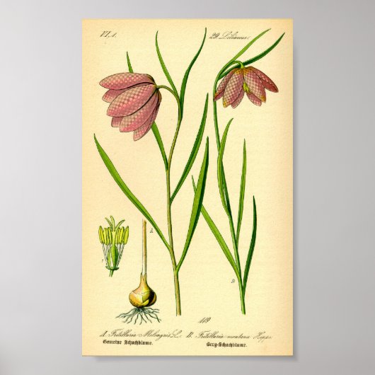 Betaalde Lily (Fritillaria meleagris) Poster (Voorkant)