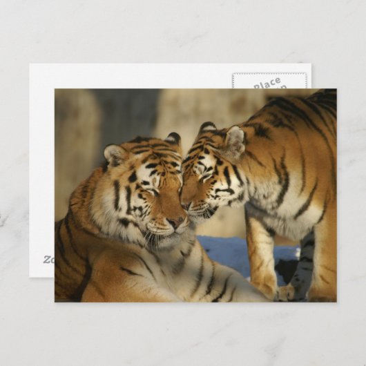 Betaalde trekkers briefkaart (Voorkant / Achterkant)