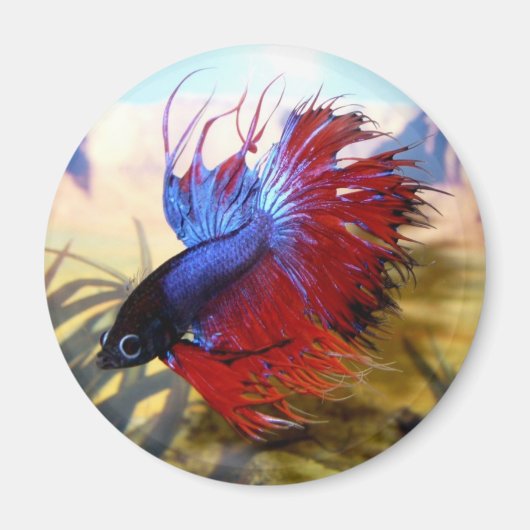 Bètavis Magneet (Voorkant)