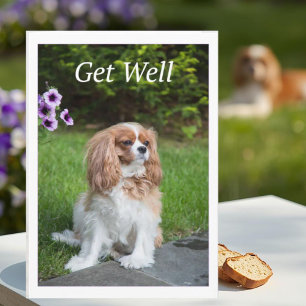 Beter worden bloemen Cavalier King Charles Spaniel Kaart