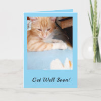 Beterschap! Blauwe voor kattenliefhebbers