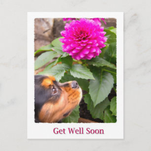Beterschap Koning Charles Spaniel En Dahlia Briefkaart