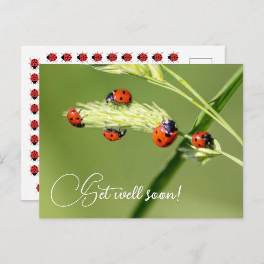 Beterschap met de liefste lieveboompes briefkaart (Voorkant / Achterkant)