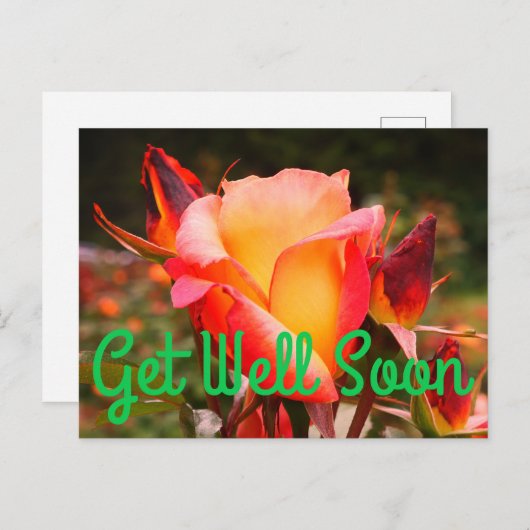 Beterschap Regenboog Sorbet Roos #1 Ansichtkaart Briefkaart (Voorkant / Achterkant)