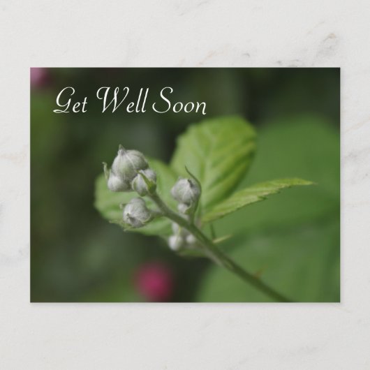beterschap, zomer wilde frambozen bloem briefkaart (Voorkant)
