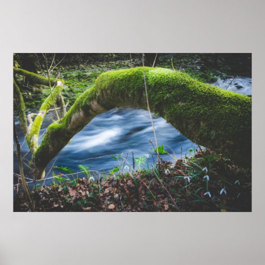 Betoverd magisch bos poster (Voorkant)
