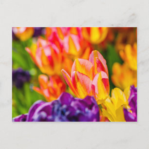 Betoverende tulpen briefkaart