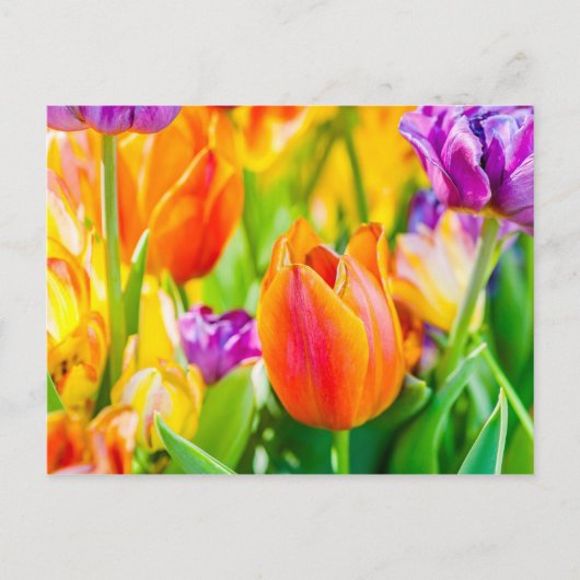 Betoverende tulpen briefkaart (Voorkant)