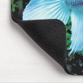 betta,cobalt blue muismat (Hoek)