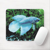 betta,cobalt blue muismat (Met muis)