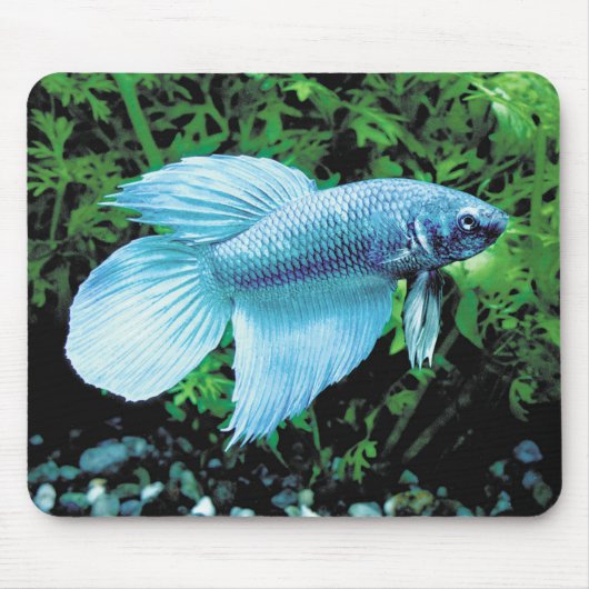 betta,cobalt blue muismat (Voorkant)