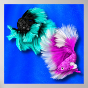 Betta Fish Duo, zwart & blauwgroen, wit en roze Poster