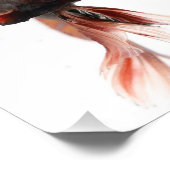 Betta Fish Face Foto Afdruk (Hoek)