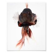 Betta Fish Face Foto Afdruk (Voorkant)
