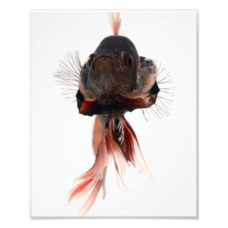 Betta Fish Face Foto Afdruk