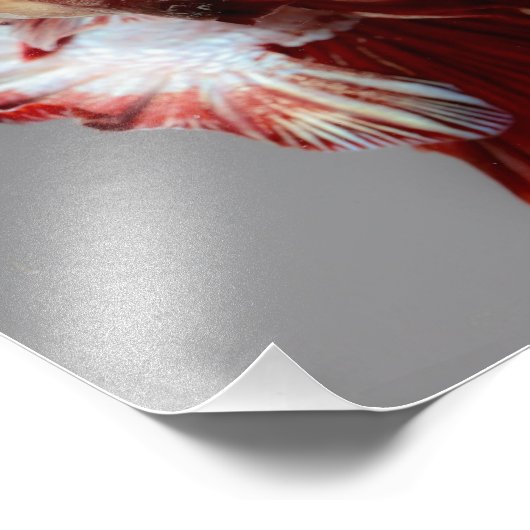 Betta Fish Foto Afdruk (Hoek)