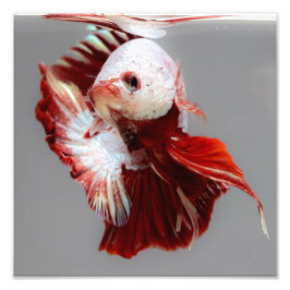 Betta Fish Foto Afdruk