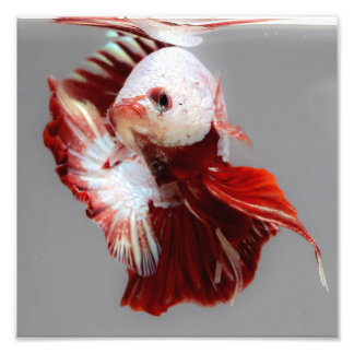 Betta Fish Foto Afdruk