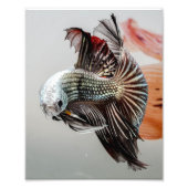Betta Fish Foto Afdruk (Voorkant)