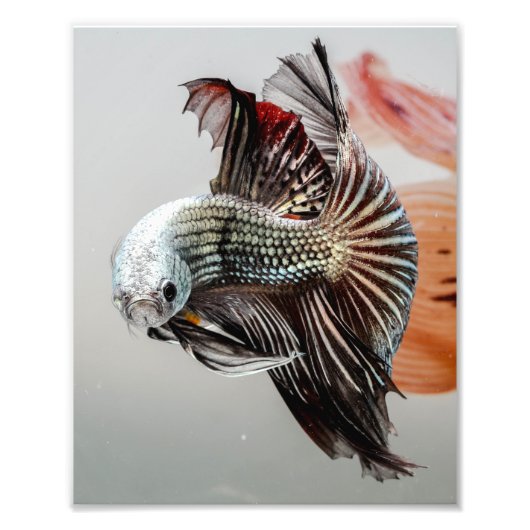 Betta Fish Foto Afdruk (Voorkant)