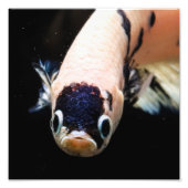 Betta Fish Head Foto Afdruk (Voorkant)