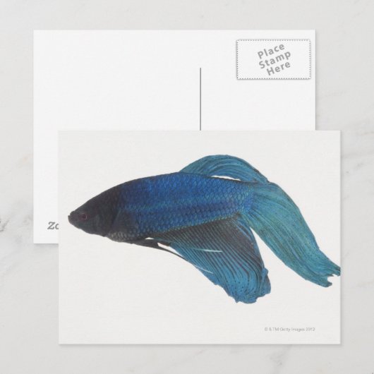 Betta Fish of Male Blue Siamese-strijkvissen Briefkaart (Voorkant / Achterkant)