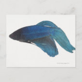 Betta Fish of Male Blue Siamese-strijkvissen Briefkaart (Voorkant)