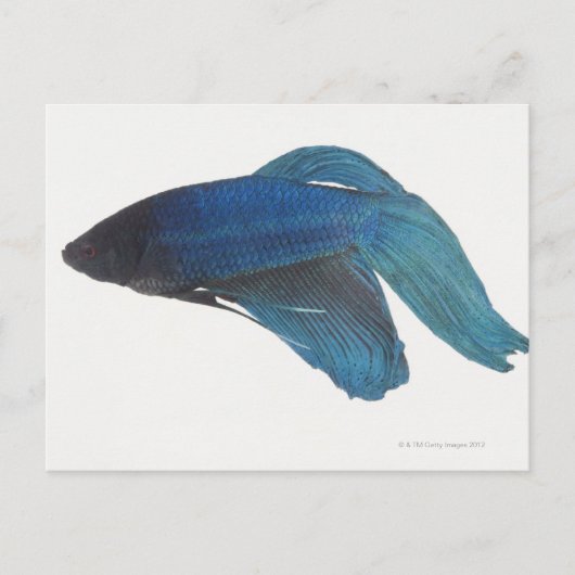 Betta Fish of Male Blue Siamese-strijkvissen Briefkaart (Voorkant)