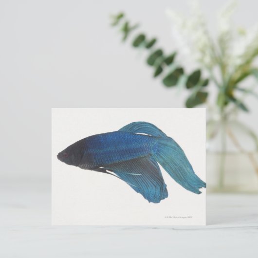 Betta Fish of Male Blue Siamese-strijkvissen Briefkaart (Staand voorkant)