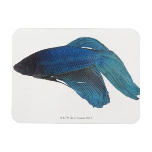 Betta Fish of Male Blue Siamese-strijkvissen Magneet