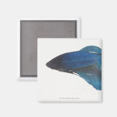 Betta Fish of Male Blue Siamese-strijkvissen Magneet (Voorkant / Achterkant)