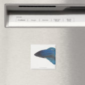 Betta Fish of Male Blue Siamese-strijkvissen Magneet (Insitu (Vaatwasser))