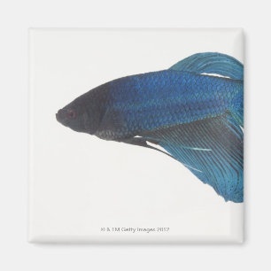 Betta Fish of Male Blue Siamese-strijkvissen Magneet