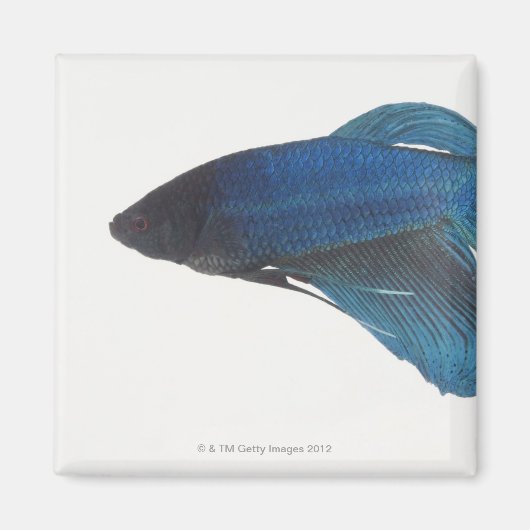 Betta Fish of Male Blue Siamese-strijkvissen Magneet (Voorkant)