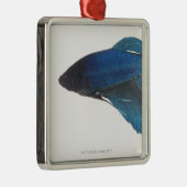 Betta Fish of Male Blue Siamese-strijkvissen Metalen Ornament (Rechts)