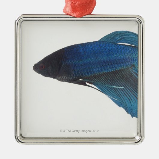 Betta Fish of Male Blue Siamese-strijkvissen Metalen Ornament (Voorkant)