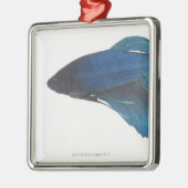 Betta Fish of Male Blue Siamese-strijkvissen Metalen Ornament (Links)
