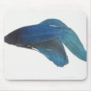 Betta Fish of Male Blue Siamese-strijkvissen Muismat