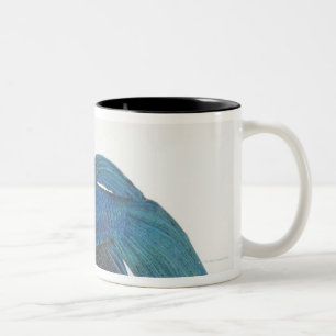 Betta Fish of Male Blue Siamese-strijkvissen Tweekleurige Koffiemok